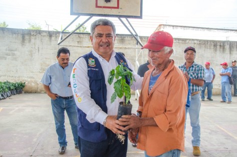 El gobierno municipal que preside el alcalde Mario A. Chama Díaz llevó a cabo la entrega de más de 18,000 plantas de café de la variedad Costa Rica, planta verificada tolerante a la roya, para el beneficio de 75 productores locales de Teocelo, con lo cual se busca fortalecer la economía de las familias productoras dedicadas a esta actividad.