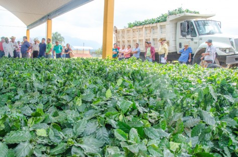 El gobierno municipal que preside el alcalde Mario A. Chama Díaz llevó a cabo la entrega de más de 18,000 plantas de café de la variedad Costa Rica, planta verificada tolerante a la roya, para el beneficio de 75 productores locales de Teocelo, con lo cual se busca fortalecer la economía de las familias productoras dedicadas a esta actividad.