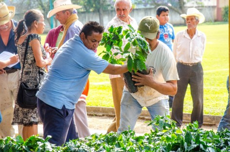 El gobierno municipal que preside el alcalde Mario A. Chama Díaz llevó a cabo la entrega de más de 18,000 plantas de café de la variedad Costa Rica, planta verificada tolerante a la roya, para el beneficio de 75 productores locales de Teocelo, con lo cual se busca fortalecer la economía de las familias productoras dedicadas a esta actividad.