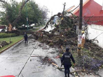 La fuerte lluvia y granizada que cayó la tarde de este domingo, provocó daños leves en algunas zonas de Xalapa. En la avenida Orizaba un árbol cayó obstaculizando uno de los carriles. 