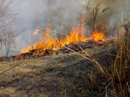 Hasta al momento, tres incendios forestales de consideración son atendidos: el primero en la comunidad de Tecpantzacualco, municipio de Astacinga, con un 55 por ciento de fuego controlado y un 10 por ciento de liquidación en un área afectada de aproximadamente 15 hectáreas de pino ocote y encino. No existe riesgo para la población. 