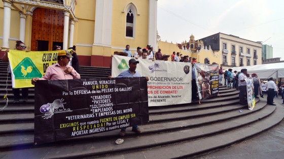 El presidente de la Comisión Mexicana de Promoción GallÍstica, Efraín Rábago Echegoyen, y varios miembros de asociones de este rubro, se concentraron en plaza Lerdo  en espera de una audiencia que tenían con gente de gobierno donde pedirían que la actividad gallera recupere su legalidad.  