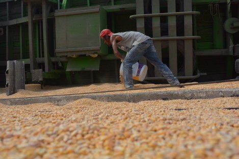 Decenas de personas se dieron cita para llevarse el producto que se encontraba regado por todo el pavimento asfáltico.