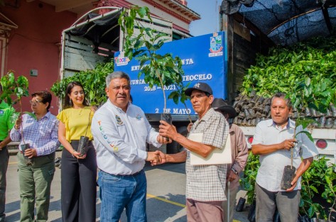 El H. Ayuntamiento de Teocelo que preside el Alcalde Mario A. Chama Díaz llevó a cabo la entrega de 36 mil plantas de café de la variedad Salchimor, dedicadas a la renovación de plantaciones, del programa PROCAFE de la SADER, beneficiando a 180 productores de la cabecera municipal y congregaciones del municipio. 