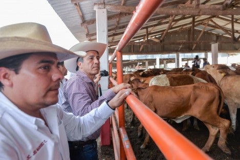 Al entregar más de 300 cabezas de ganado, para 106 pequeños productores, el gobernador Cuitláhuac García Jiménez aseguró que en Veracruz se elevará la actividad pecuaria y el comercio de productos derivados, como la leche.