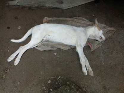 Sanciones por maltrato animal deben de ser aplicadas a los infractores.
