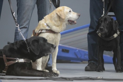 Oliver, Pipper y Coal son los perros guías que se jubilan. Oliver ya ha tenido que ser intervenido quirúrgicamente, por su parte Pipper está pasando por un cuadro de cáncer y requiere atención.

