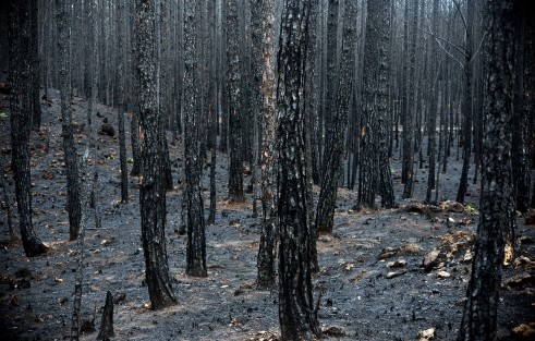 Cuitláhuac García anunció un incremento en la vigilancia policial de las reservas naturales protegidas contra la tala clandestina; sembró  varios arbolitos y se comprometió que junto a las dependencias de gobierno revivirán estas áreas para las generaciones venideras.  