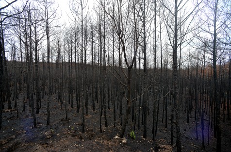 Cuitláhuac García anunció un incremento en la vigilancia policial de las reservas naturales protegidas contra la tala clandestina; sembró  varios arbolitos y se comprometió que junto a las dependencias de gobierno revivirán estas áreas para las generaciones venideras.  