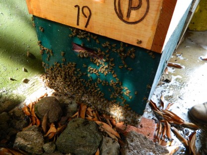 Mal manejo de colmenas en la zona de Tlapacoyan está provocando que abejas busquen refugio en viviendas y provoquen afectaciones a la población.
