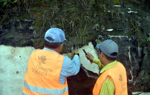 Por instrucciones superiores, trabajadores del ayuntamiento de Xalapa continúan retirando los jardines verticales de la ciudad, luego de que por varios meses fuera abandonados. En ellos se invirtió mucho dinero durante la administración de Elizabeth Morales García.  