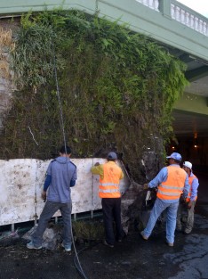 Por instrucciones superiores, trabajadores del ayuntamiento de Xalapa continúan retirando los jardines verticales de la ciudad, luego de que por varios meses fuera abandonados. En ellos se invirtió mucho dinero durante la administración de Elizabeth Morales García.  