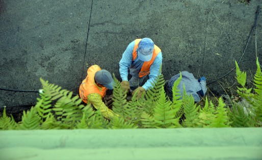 Por instrucciones superiores, trabajadores del ayuntamiento de Xalapa continúan retirando los jardines verticales de la ciudad, luego de que por varios meses fuera abandonados. En ellos se invirtió mucho dinero durante la administración de Elizabeth Morales García.  