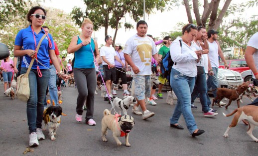 Preparan caminata canina contra el maltrato animal, para este domingo 11 de agosto.
