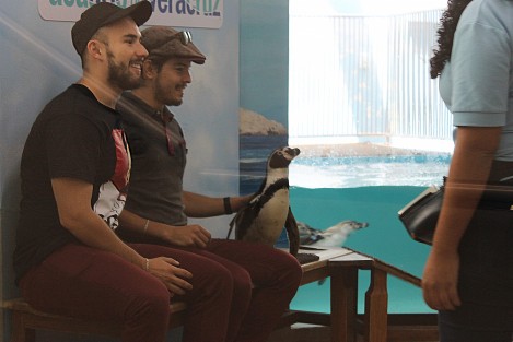 En su visita al Acuario de Veracruz, César Ferreira interactuó con pingüinos una de las actividades que ofrece este importante sitio turístico de la ciudad de Veracruz.