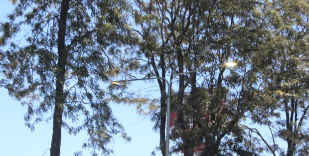 Autoridades municipales han anunciado la instalación de más lámparas LED en las avenidas de Xalapa, como medida de ahorro de energía, mismo que será mayor el día que no estén encendidas a plena luz del día, como se observan las de la avenida Lázaro Cárdenas. 