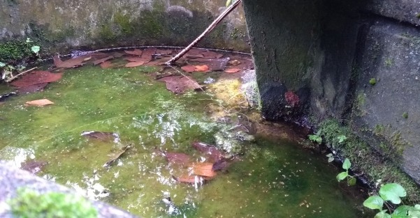 Los que se han convertido en unos verdaderos focos de infección  son las fuentes y monumentos olvidados de la ciudad de Xalapa y es que con lo del dengue, zica, chiquigunya y demás, los mosquitos aprovechan para poner sus huevecillos en estos sitios.  Por 