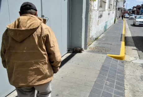 ¿Será que ante la proximidad de los comicios electorales ya se empezaron a ver las mascotas electoreros por el centro de Xalapa?