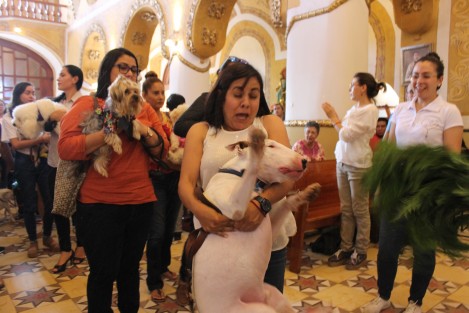 En su mayoría perros, fueron llevados a la iglesia de San José para que recibieran la bendición, pero también se vieron otras especies, como: gatos, tortugas, gallos y gallinas, cotorras y periquitos, entre otras más. 