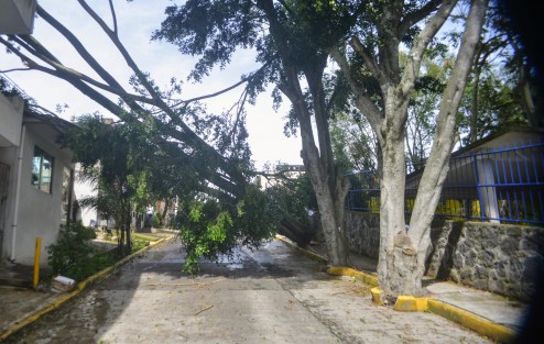 Debido a los fuertes vientos del frente frío 8, un árbol de la calle Antonio Nava de la colonia Mirador en Xalapa, justo frente a la Legislatura, cayó sobre dos casas. Por fortuna solo hubo daños materiales en una de las viviendas. 
