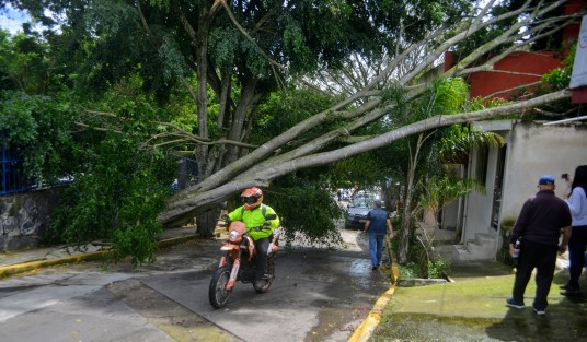 Debido a los fuertes vientos del frente frío 8, un árbol de la calle Antonio Nava de la colonia Mirador en Xalapa, justo frente a la Legislatura, cayó sobre dos casas. Por fortuna solo hubo daños materiales en una de las viviendas. 