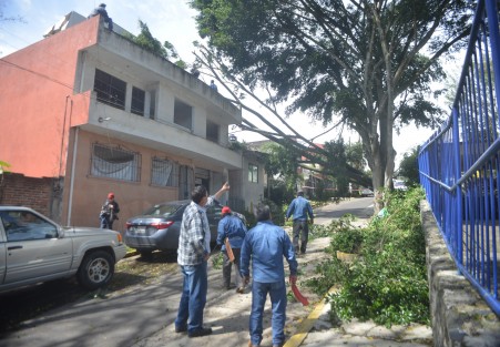 Debido a los fuertes vientos del frente frío 8, un árbol de la calle Antonio Nava de la colonia Mirador en Xalapa, justo frente a la Legislatura, cayó sobre dos casas. Por fortuna solo hubo daños materiales en una de las viviendas. 
