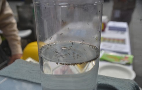 Entre los módulos más visitados estuvieron los donde se explicaban las diferentes fases de el mosco transmisor de el dengue, y la forma de combatirlo.
