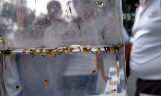 Entre los módulos más visitados estuvieron los donde se explicaban las diferentes fases de el mosco transmisor de el dengue, y la forma de combatirlo.