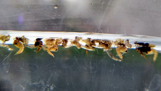 Entre los módulos más visitados estuvieron los donde se explicaban las diferentes fases de el mosco transmisor de el dengue, y la forma de combatirlo.