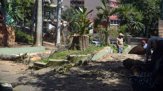 Continúa el derribo de árboles en varias partes de la ciudad. A decir de los trabajadores, éste del parque Juárez, estaba enfermo y por eso se derribó.