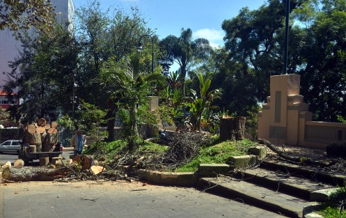Continúa el derribo de árboles en varias partes de la ciudad. A decir de los trabajadores, éste del parque Juárez, estaba enfermo y por eso se derribó.