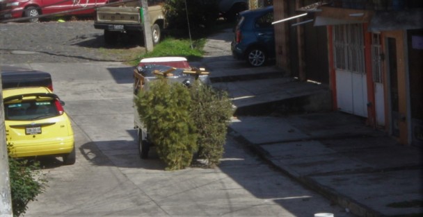 Pese a los años que llevan las campañas para reciclar los árboles de Navidad, aún son muchos los que en enero se ven abandonados en las calles de Xalapa. 