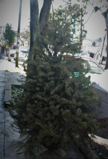 Pese a los años que llevan las campañas para reciclar los árboles de Navidad, aún son muchos los que en enero se ven abandonados en las calles de Xalapa. 