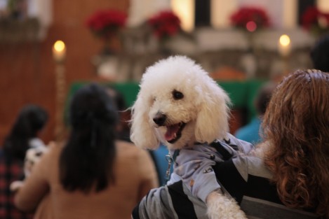 Al celebrarse el 17 de enero la festividad de San Antonio Abad, se llevó a cabo en la iglesia de Los Corazones, de la ciudad de Xalapa, la bendición de animales.  