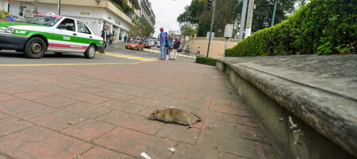 En la avenida Ávila Camacho, justo frente a un banco, quedó el cuerpo de un rata. Algunos dijeron que es por el veneno  que se colocó ante la plaga que hay en el parque, y otros que alguien la atropelló.  