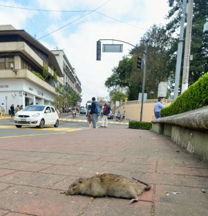 En la avenida Ávila Camacho, justo frente a un banco, quedó el cuerpo de un rata. Algunos dijeron que es por el veneno  que se colocó ante la plaga que hay en el parque, y otros que alguien la atropelló.  