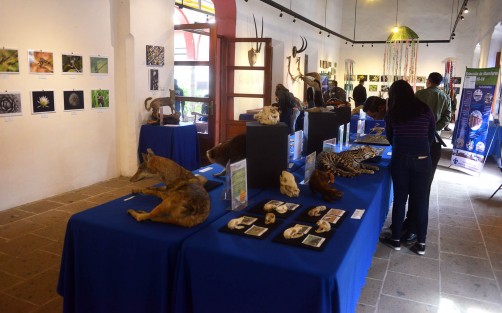En el Centro Recreativo Xalapeño (CRX) continúa la exposición, La Biodiversidad Amenazada, que permanecerá hasta el 27 de febrero con muestras de animales disecados, fotos y esqueletos.  No deje de llevar a su niños.  