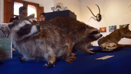 En el Centro Recreativo Xalapeño (CRX) continúa la exposición, La Biodiversidad Amenazada, que permanecerá hasta el 27 de febrero con muestras de animales disecados, fotos y esqueletos.  No deje de llevar a su niños.  