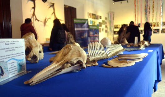 En el Centro Recreativo Xalapeño (CRX) continúa la exposición, La Biodiversidad Amenazada, que permanecerá hasta el 27 de febrero con muestras de animales disecados, fotos y esqueletos.  No deje de llevar a su niños.  