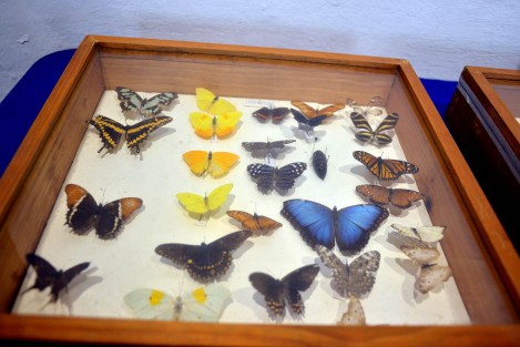 En el Centro Recreativo Xalapeño (CRX) continúa la exposición, La Biodiversidad Amenazada, que permanecerá hasta el 27 de febrero con muestras de animales disecados, fotos y esqueletos.  No deje de llevar a su niños.  