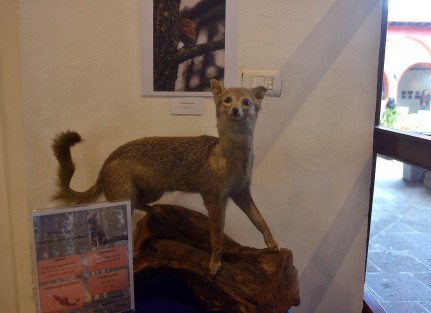 En el Centro Recreativo Xalapeño (CRX) continúa la exposición, La Biodiversidad Amenazada, que permanecerá hasta el 27 de febrero con muestras de animales disecados, fotos y esqueletos.  No deje de llevar a su niños.  