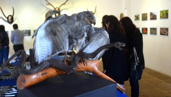 En el Centro Recreativo Xalapeño (CRX) continúa la exposición, La Biodiversidad Amenazada, que permanecerá hasta el 27 de febrero con muestras de animales disecados, fotos y esqueletos.  No deje de llevar a su niños.  