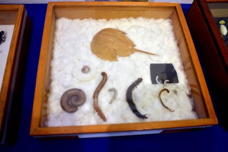 En el Centro Recreativo Xalapeño (CRX) continúa la exposición, La Biodiversidad Amenazada, que permanecerá hasta el 27 de febrero con muestras de animales disecados, fotos y esqueletos.  No deje de llevar a su niños.  