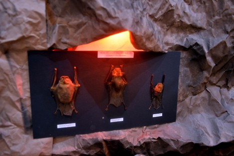 También hay una exposición especial sobre murciélagos, donde te explican sobre las distintas especies que existen en la entidad veracruzana. 