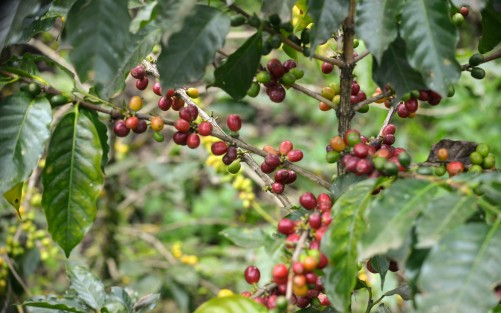En esta temporada las fincas de café se llenan de vida con los cortadores y cultivadores del café.  