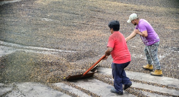 En esta temporada las fincas de café se llenan de vida con los cortadores y cultivadores del café.  