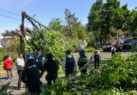 Debido a las fuertes rachas de viento ocasionadas por el frente frío 41, hubo varios  árboles caídos en distintos puntos de la ciudad de Xalapa;  una estructura metálica, postes de alumbrado y hasta el techo  de una escuela colapsaron. Se espera que conforme avance la tarde, los vientos disminuyan