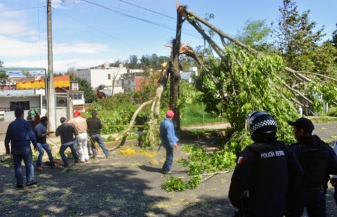 Debido a las fuertes rachas de viento ocasionadas por el frente frío 41, hubo varios  árboles caídos en distintos puntos de la ciudad de Xalapa;  una estructura metálica, postes de alumbrado y hasta el techo  de una escuela colapsaron. Se espera que conforme avance la tarde, los vientos disminuyan