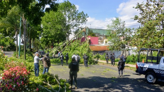 Debido a las fuertes rachas de viento ocasionadas por el frente frío 41, hubo varios  árboles caídos en distintos puntos de la ciudad de Xalapa;  una estructura metálica, postes de alumbrado y hasta el techo  de una escuela colapsaron. Se espera que conforme avance la tarde, los vientos disminuyan