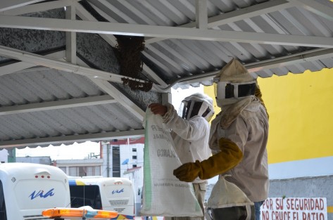 Personal de Protección Civil de Tlapacoyan, Ver., acudió a  retirar un enjambre de abejas de las instalaciones de la Terminal de autobuses VÍA, ya que las mismas yahabían picado a algunas personas. Estos insectos se alteran con las temperaturas elevadas, por lo que se recomienda criarlas lejos de zonas urbanas.